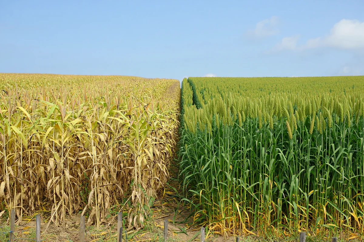 Contrast of poor and thriving crops – a metaphor for the difference good decisions make